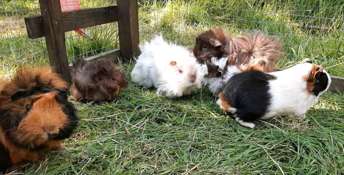 Guinea pigs - Image 4