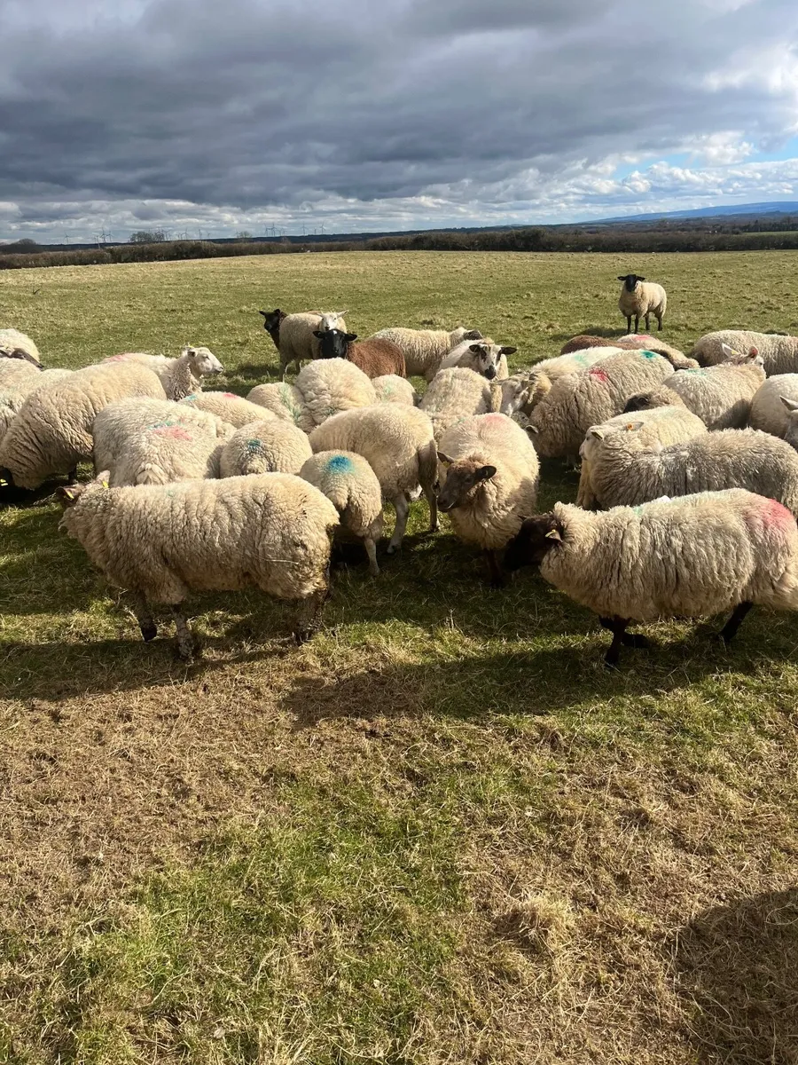 Sheep - Image 1