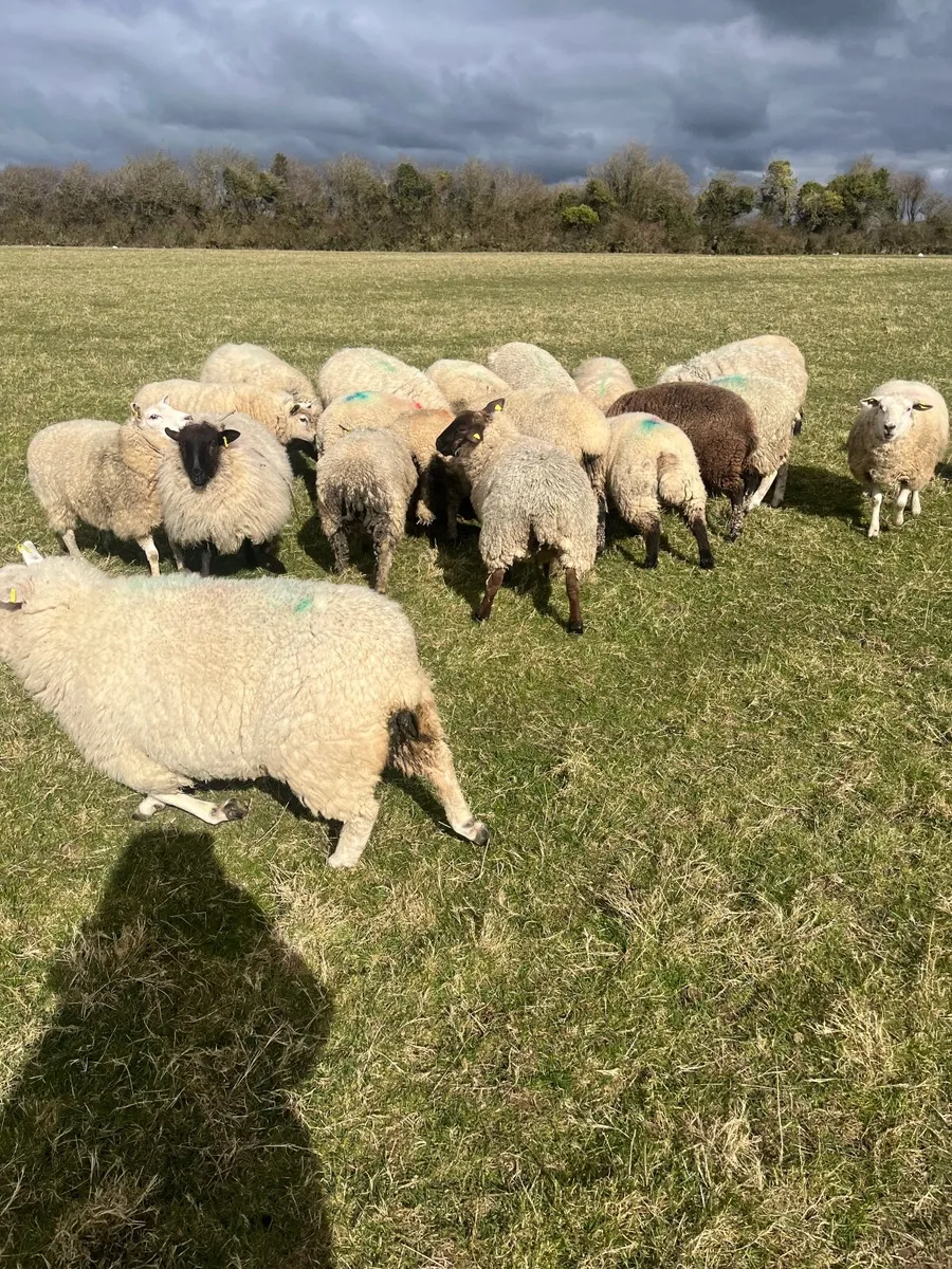 Sheep - Image 2