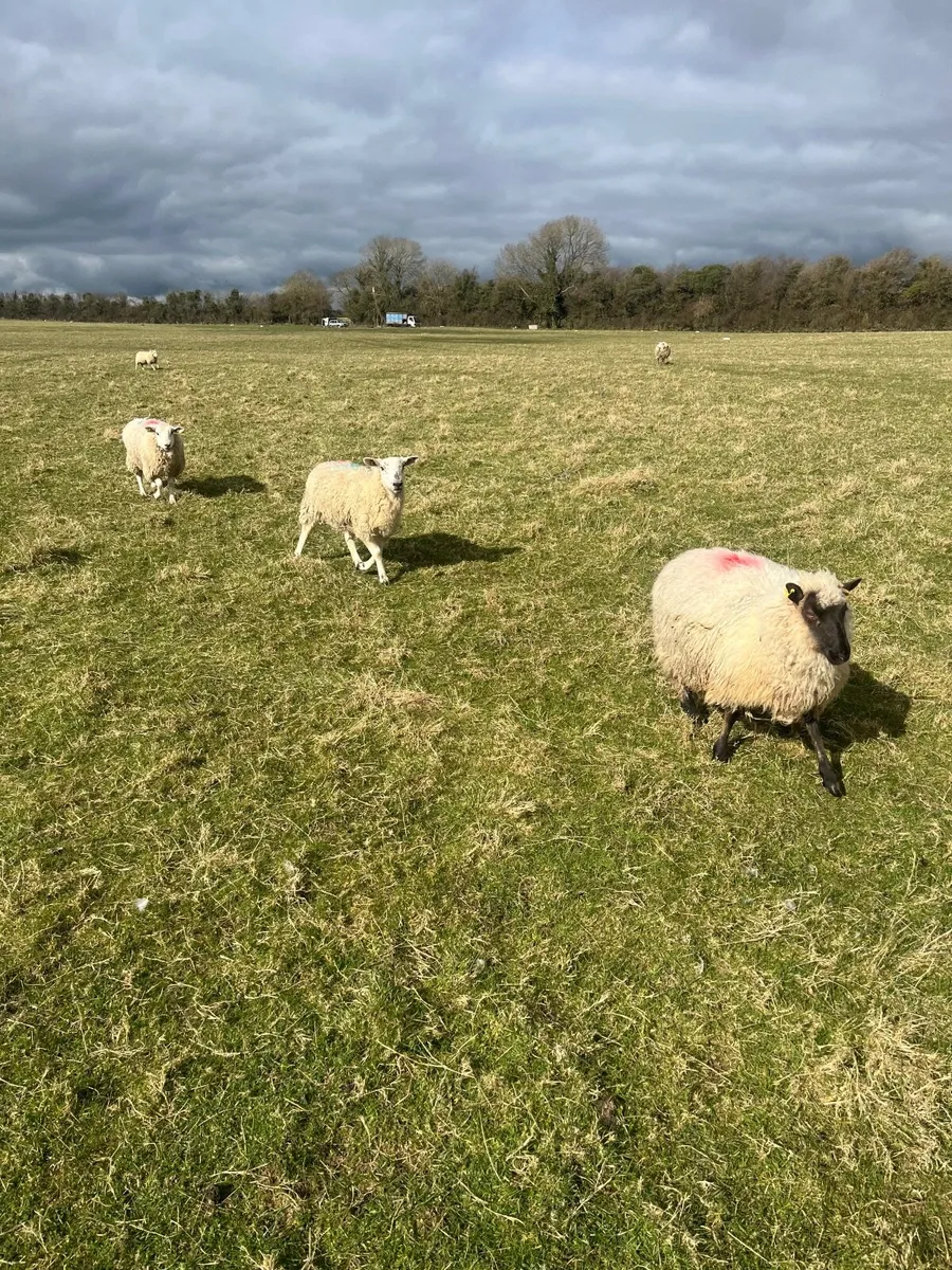 Sheep - Image 3