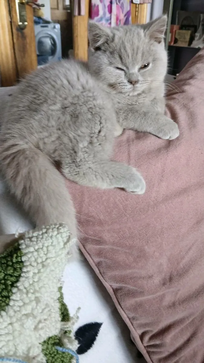6 British SHORTHAIR Kitten's - Image 2