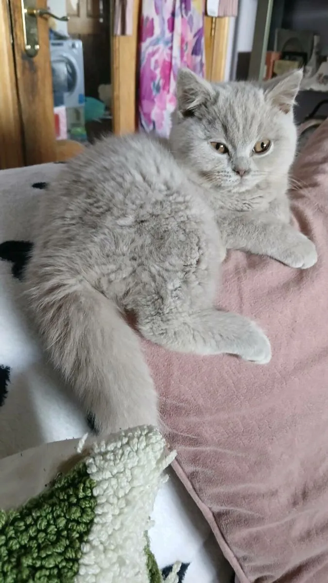 6 British SHORTHAIR Kitten's - Image 3
