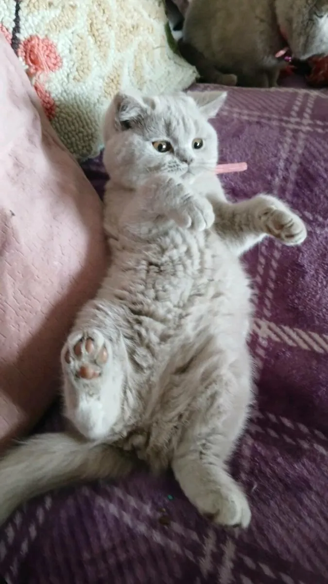 6 British SHORTHAIR Kitten's - Image 4