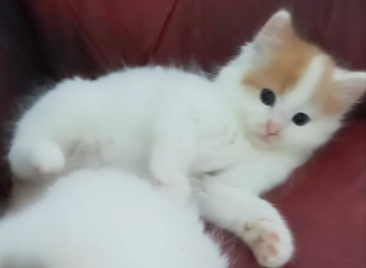 Turkish Van Kittens - Image 3