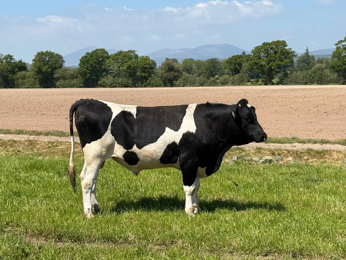 Jersey Crossbred Bull - Image 2