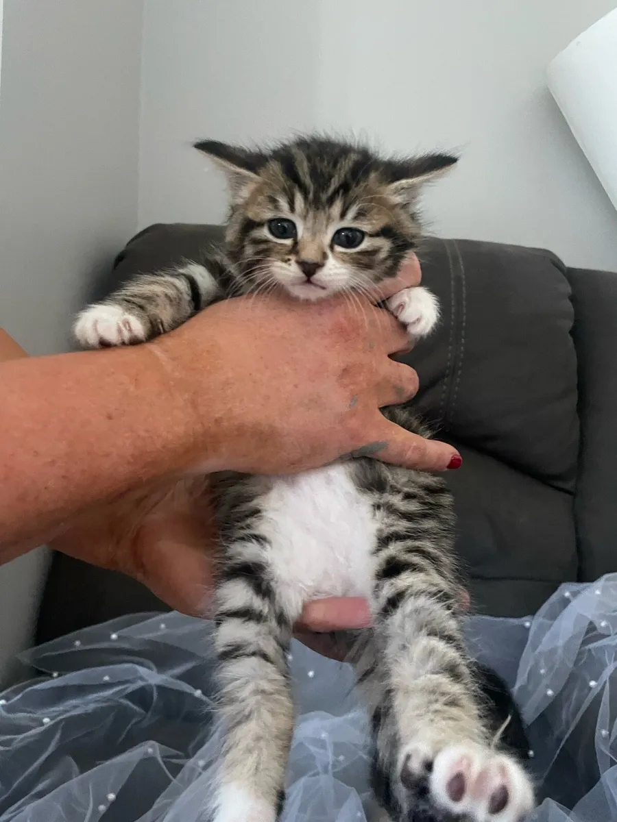Maine coon kittens - Image 1