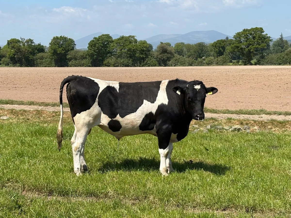 Jersey Crossbred Bull - Image 1