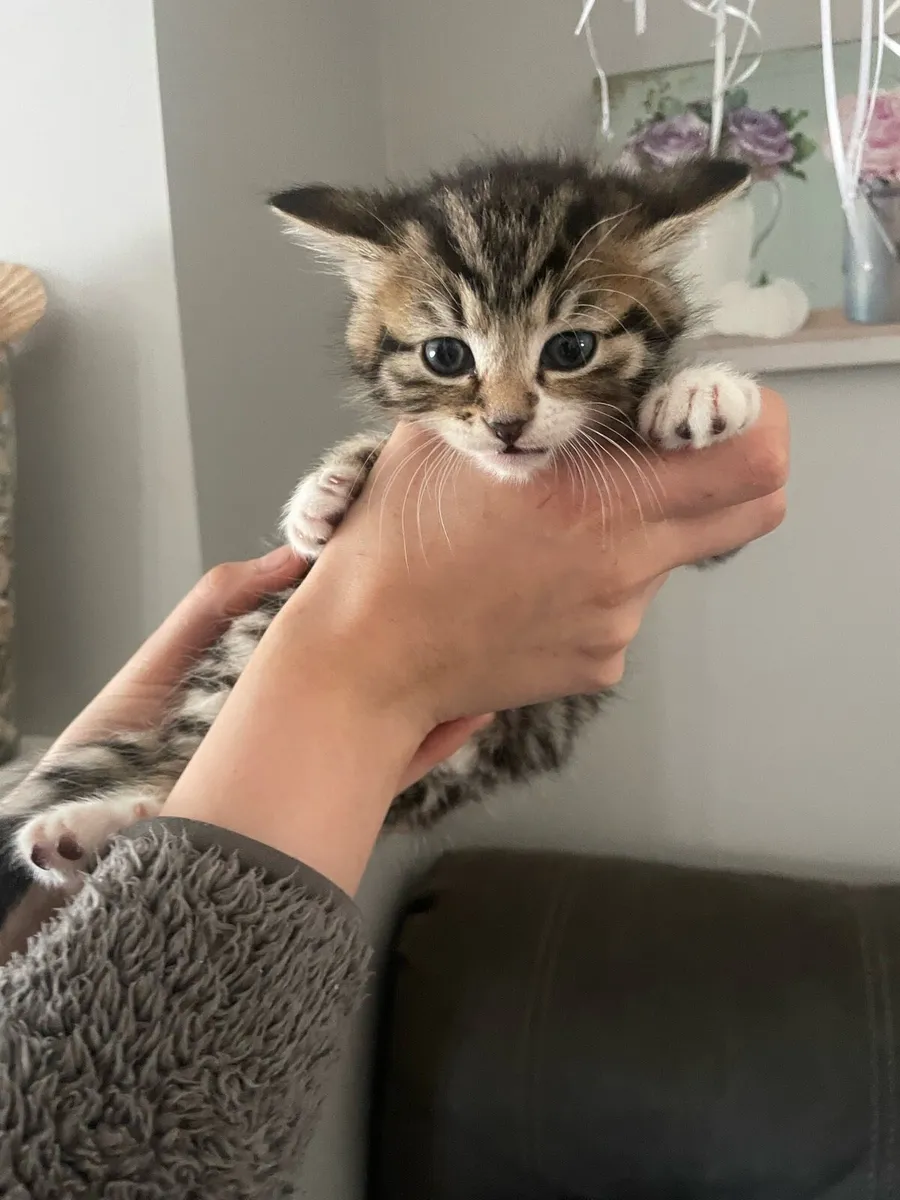 Maine coon kittens - Image 2