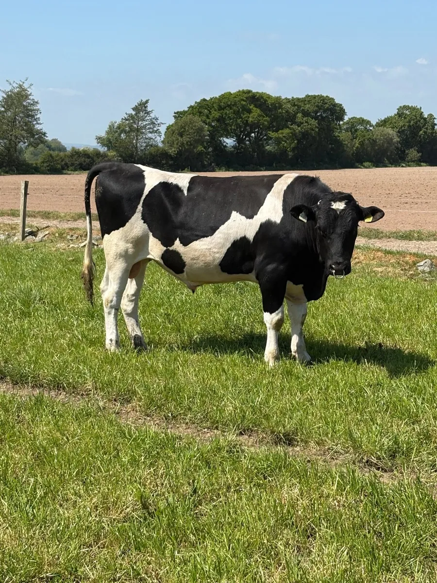 Jersey Crossbred Bull - Image 3
