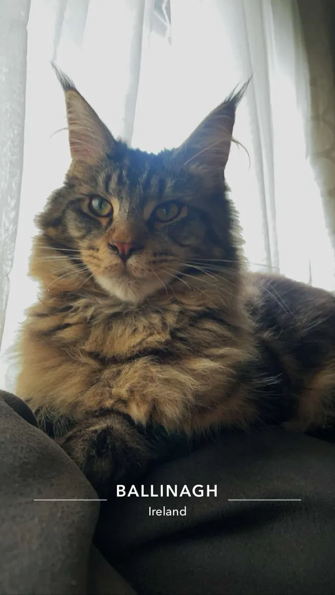 Maine coon kittens - Image 4