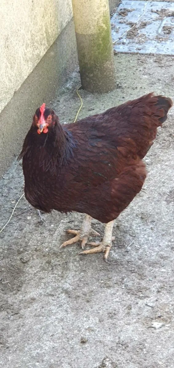 Rhode Island Red - Image 3