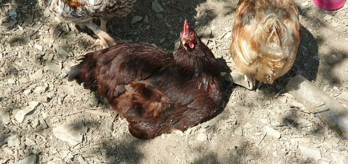 Rhode Island Red - Image 1