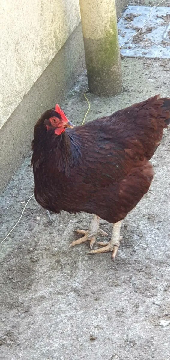 Rhode Island Red - Image 2