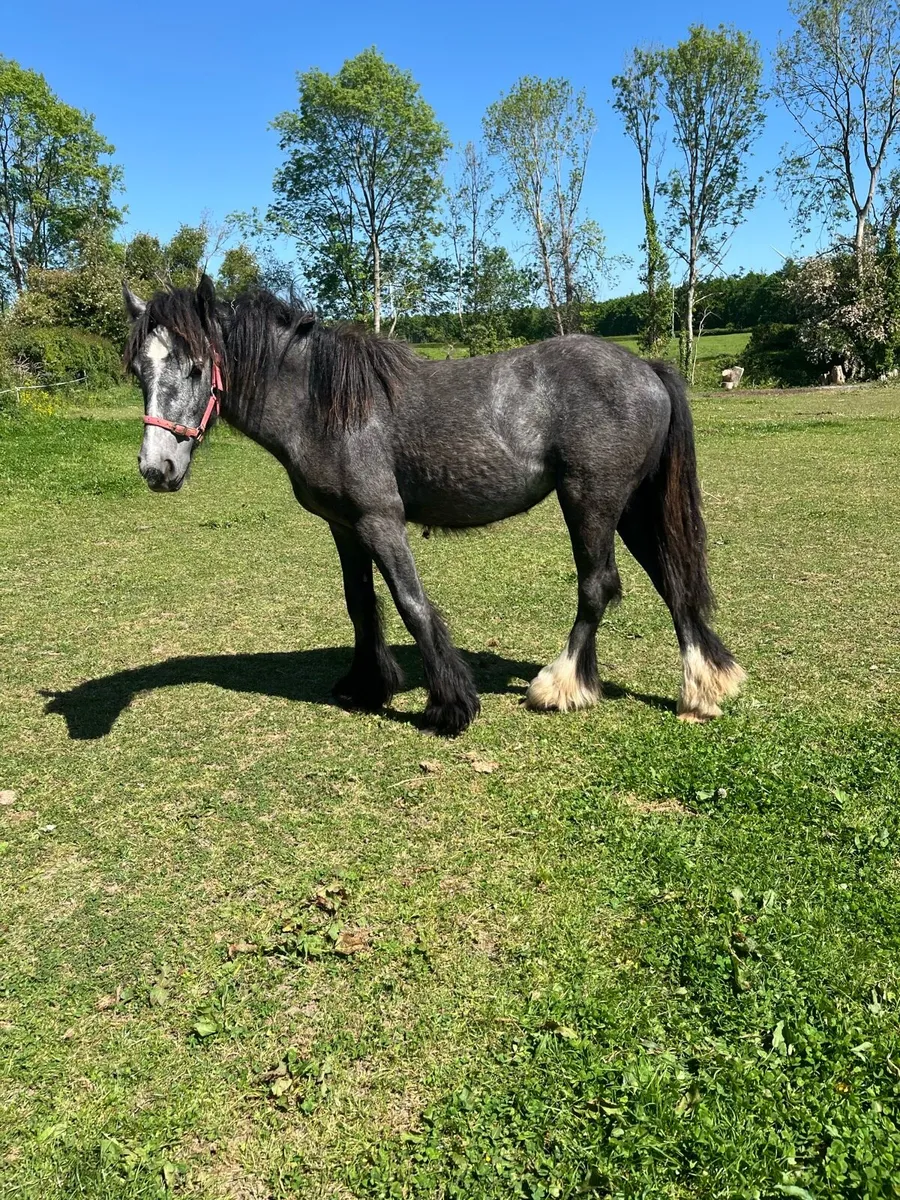 Yearling fully for sale - Image 2