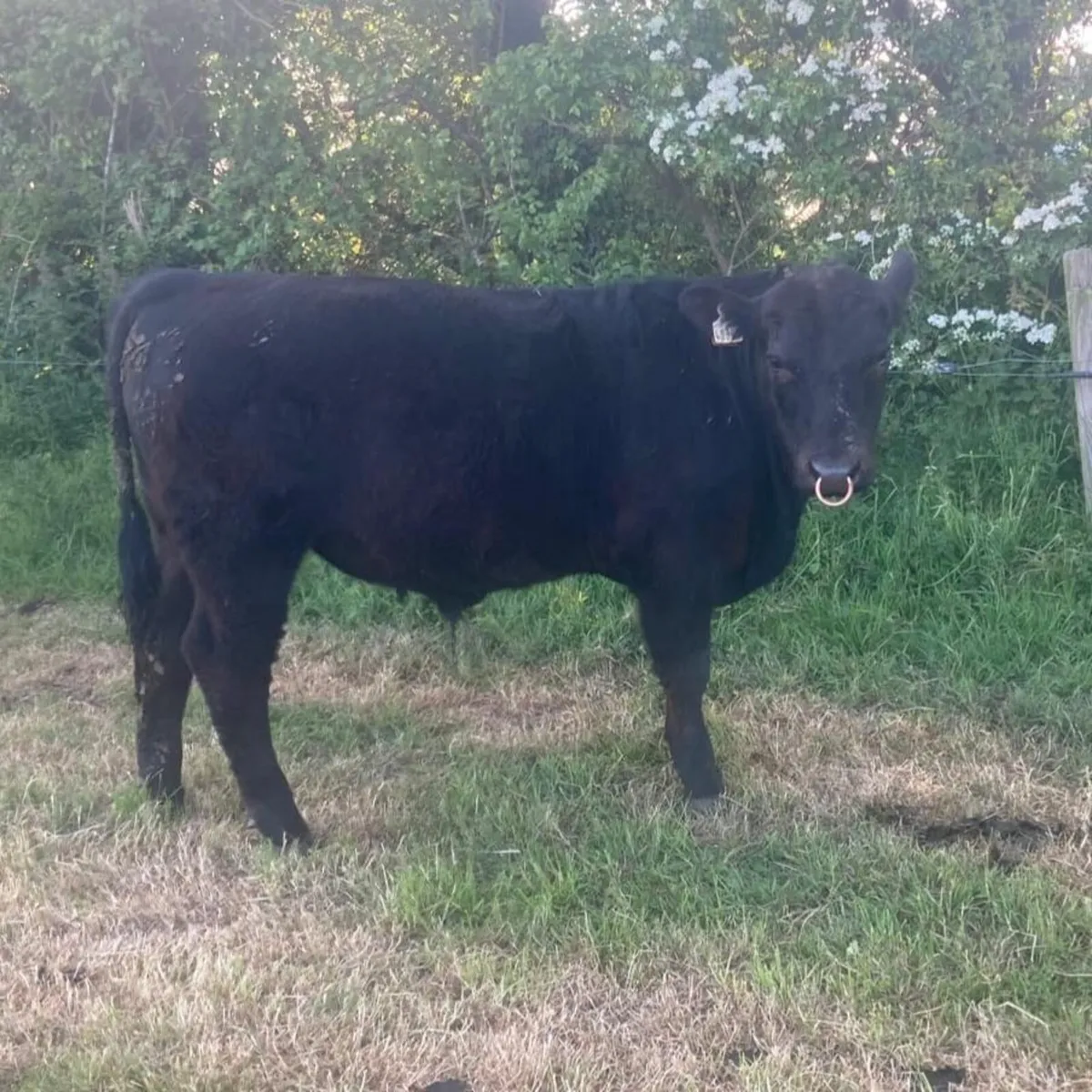 Pedigree Angus bull - Image 1