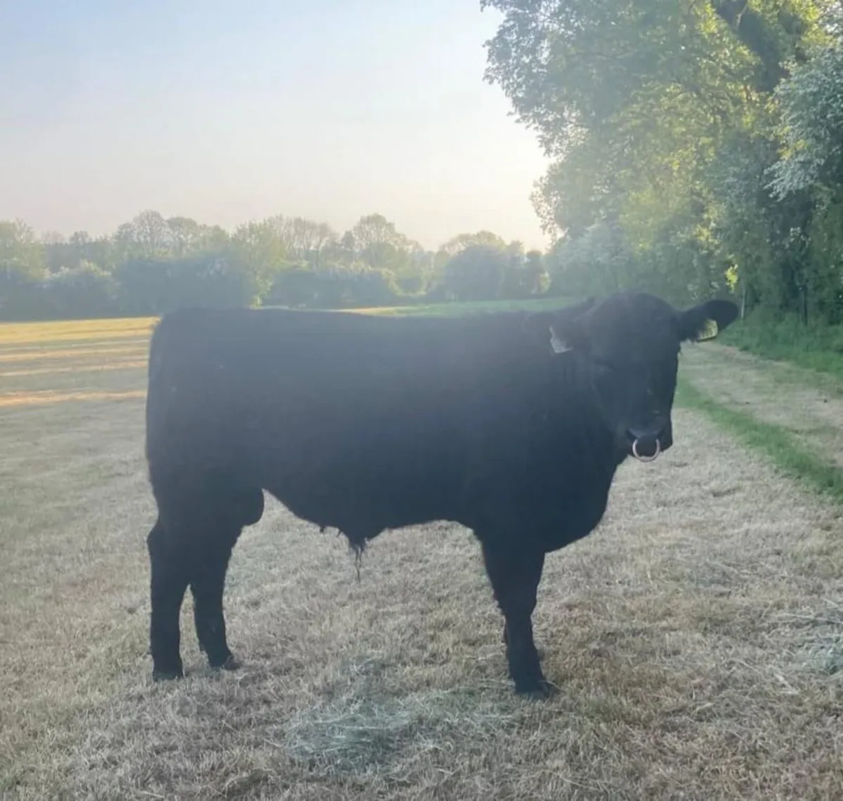 Pedigree Angus bull - Image 2