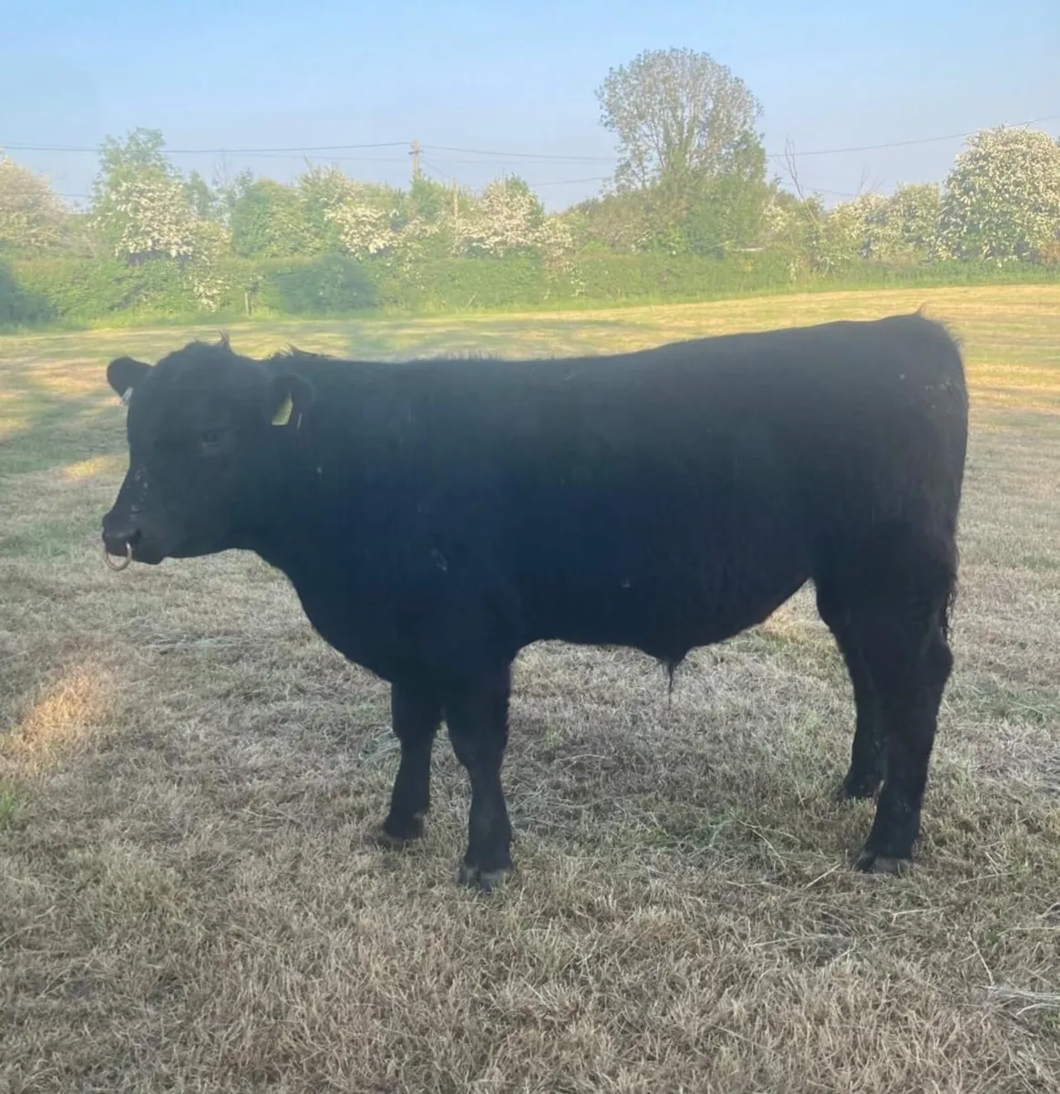 Pedigree Angus bull - Image 3