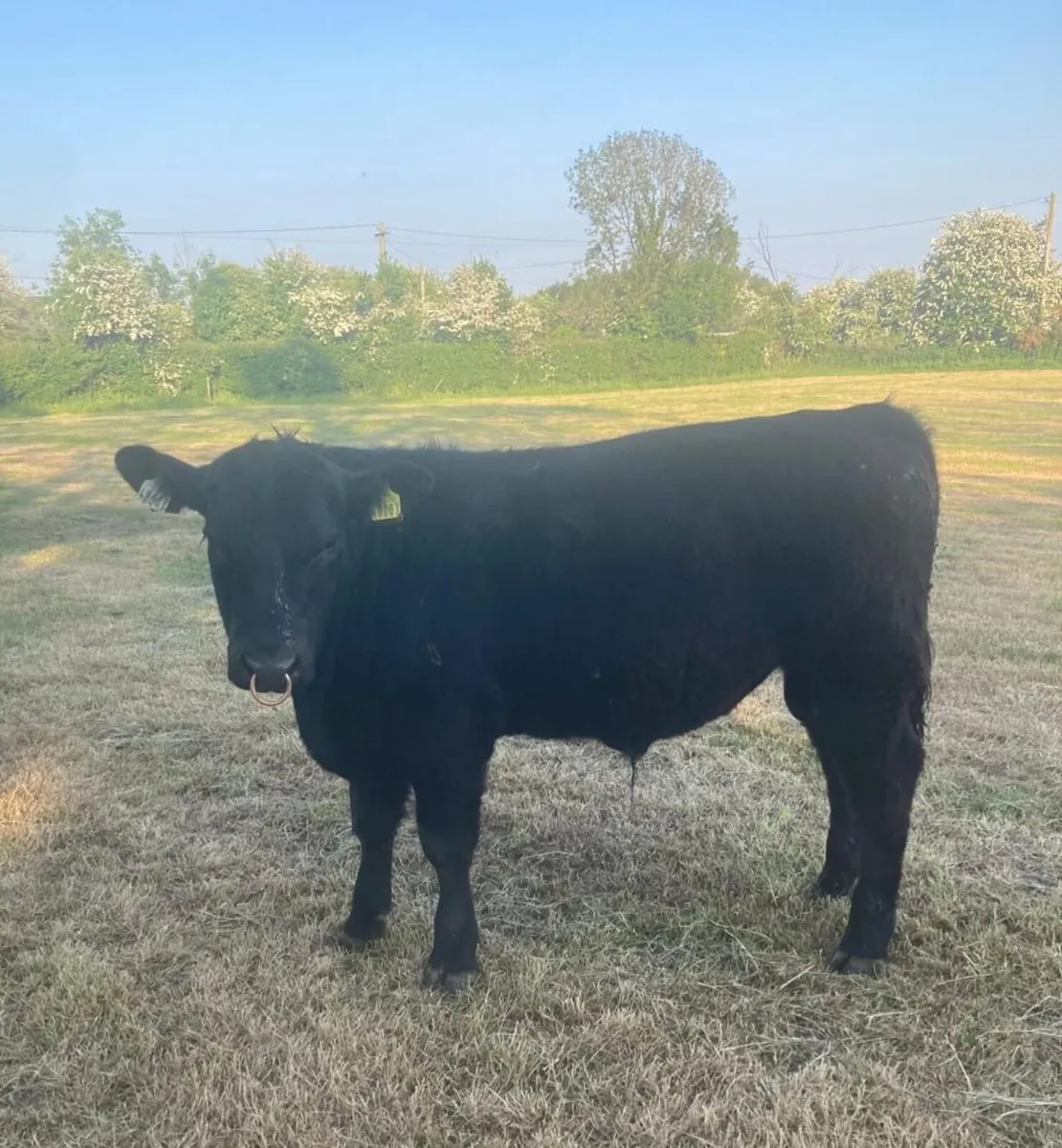 Pedigree Angus bull - Image 4