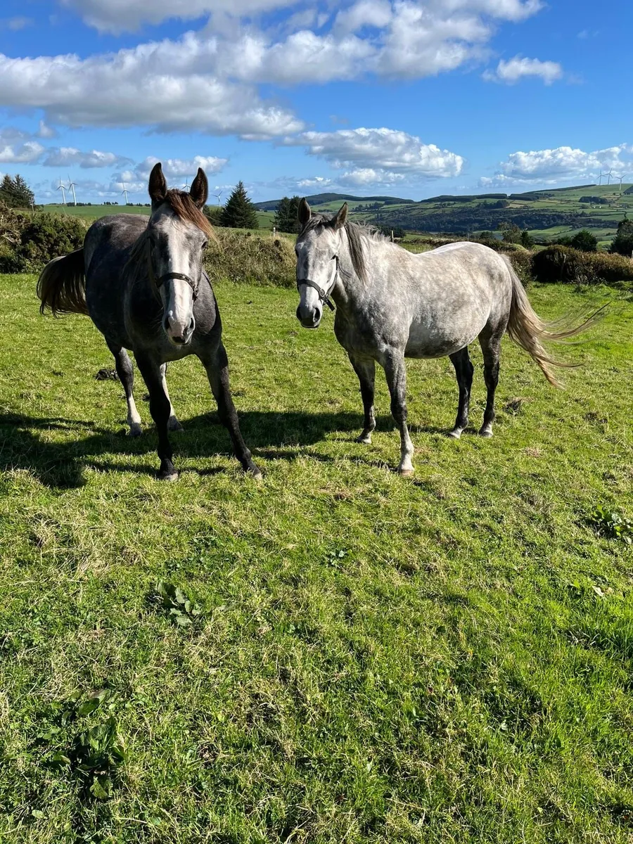 Show Quality Irish Draught Filly & Half Bred Filly - Image 1