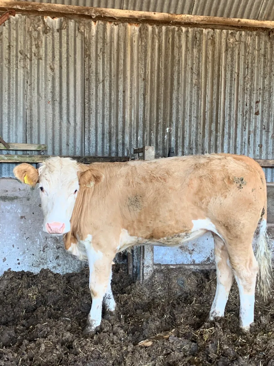 Super 5⭐️ sim/ch Breeding Heifer for sale - Image 1