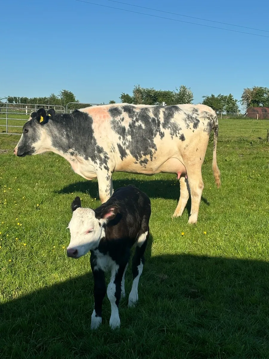 Belgian Blue heifer - Image 1