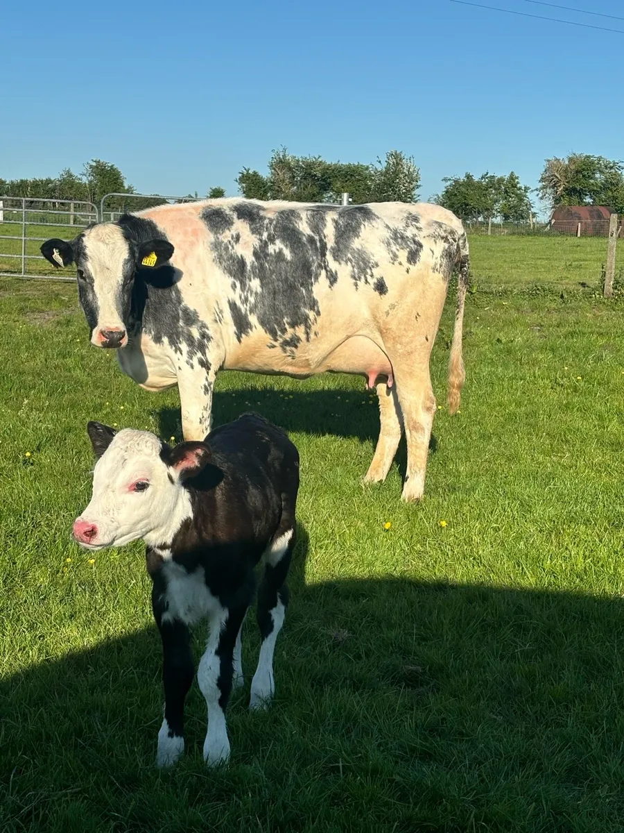 Belgian Blue heifer - Image 2