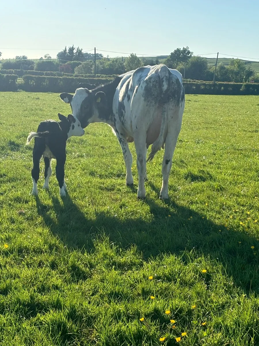 Belgian Blue heifer - Image 3