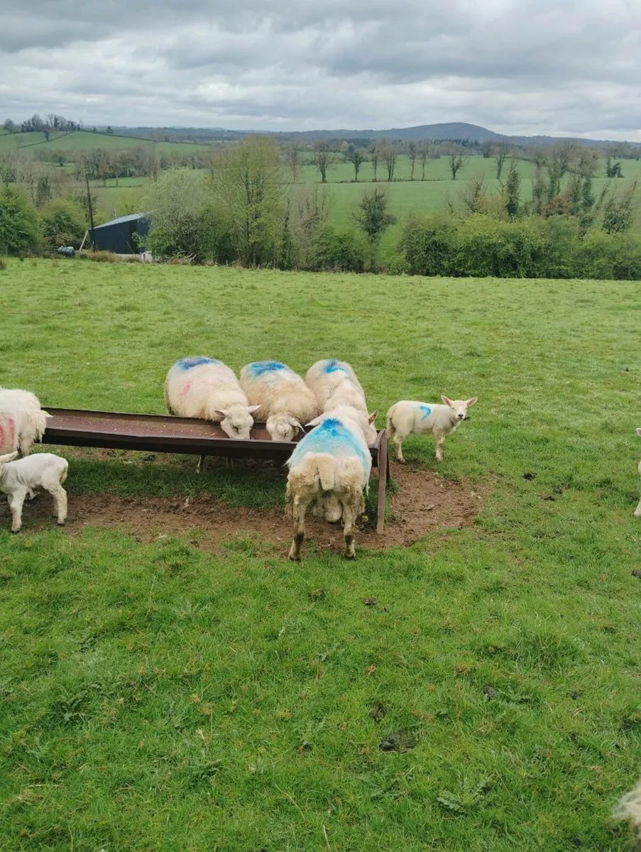 Texel pbr and pbnr flock all for sale - Image 2