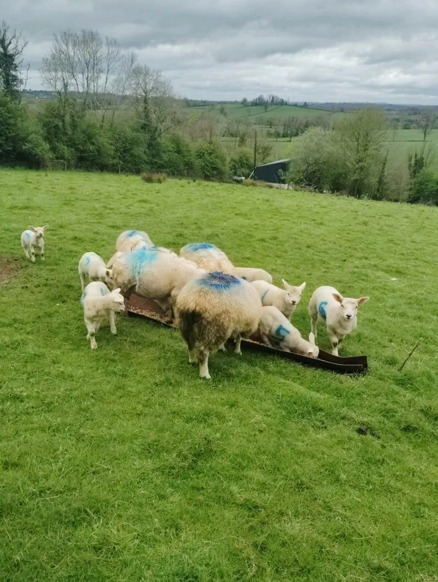 Texel pbr and pbnr flock all for sale - Image 3