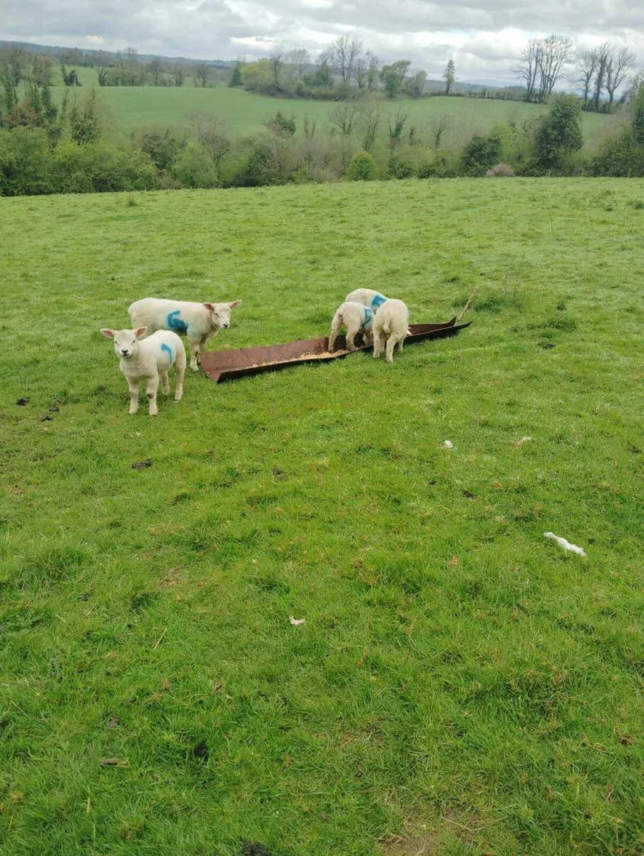 Texel pbr and pbnr flock all for sale - Image 4