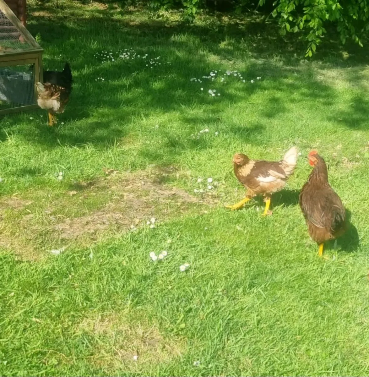 Roosters - Image 2