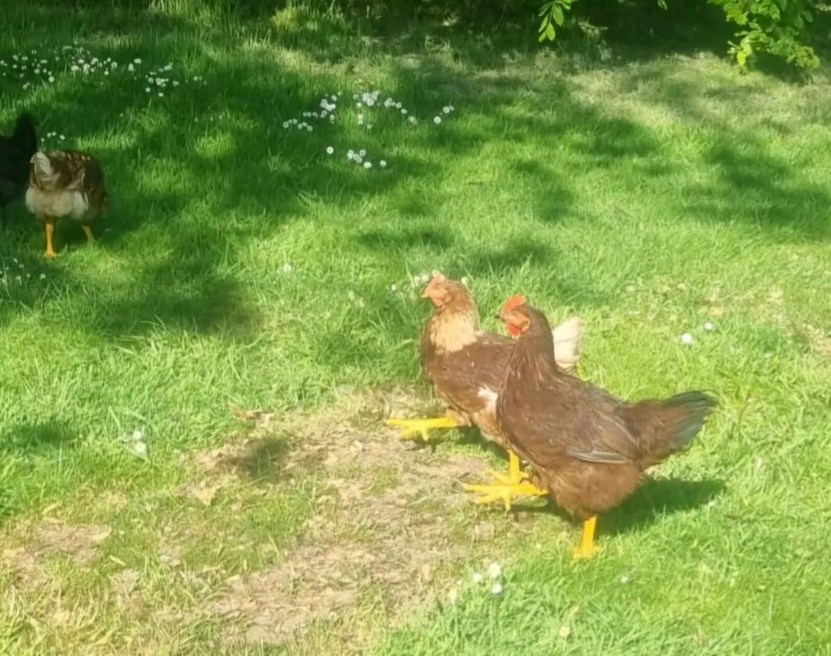 Roosters - Image 3