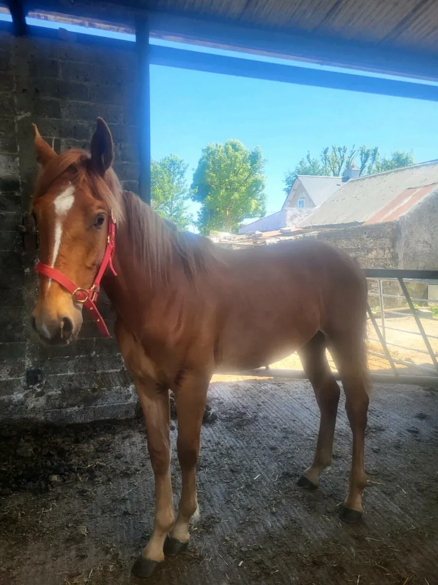 1YR IRISH DRAUGHT COLT - Image 1