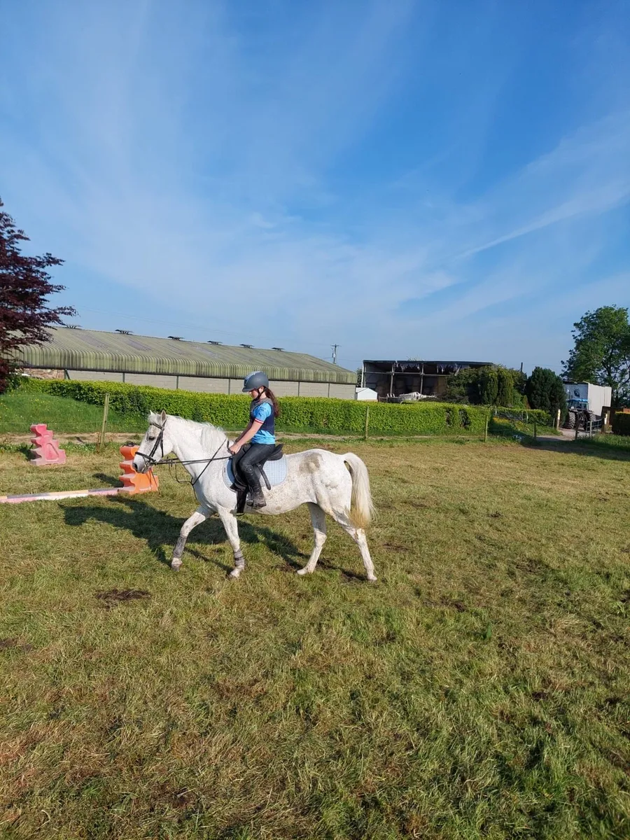 Connemara Mare - Image 2