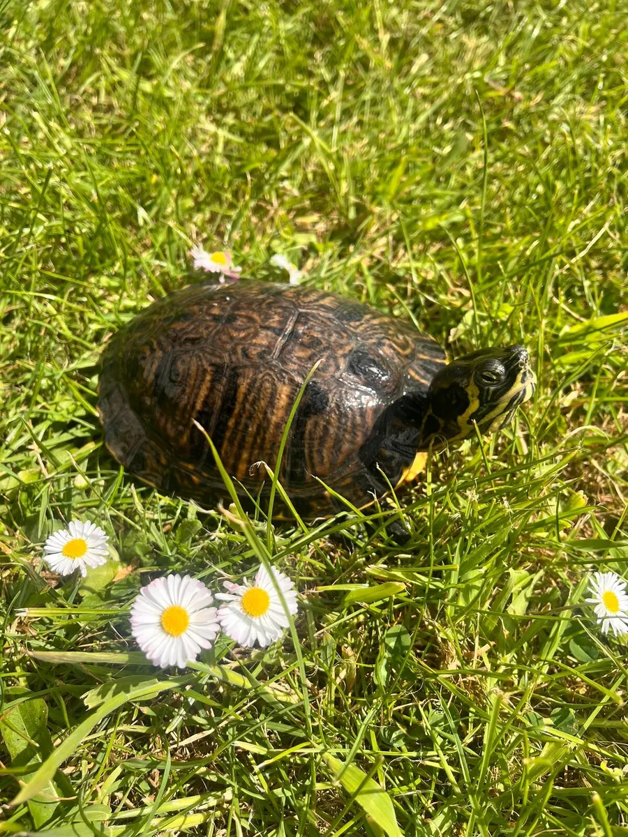 Yellow Belly Slider Turtle - Image 1