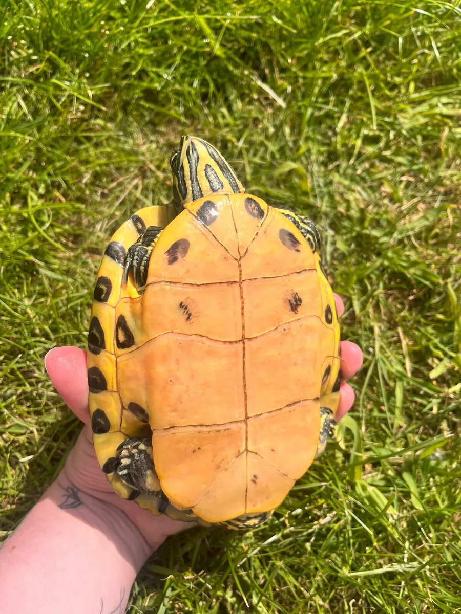 Yellow Belly Slider Turtle - Image 2