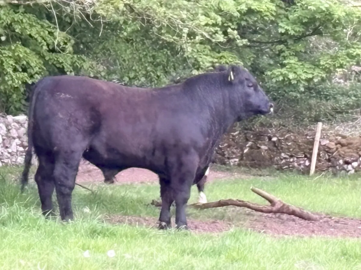 Rare opportunity high end high index Angus Bull - Image 1
