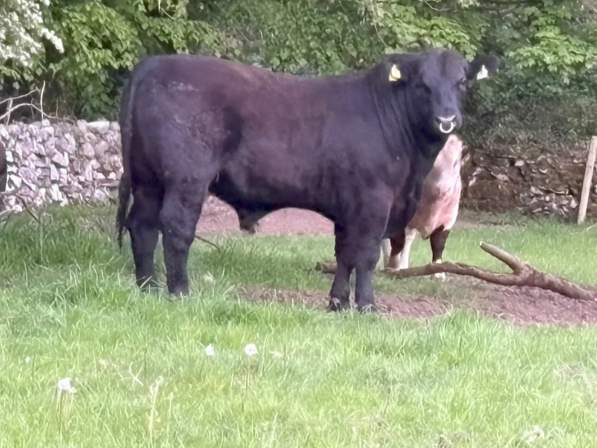 Rare opportunity high end high index Angus Bull - Image 2