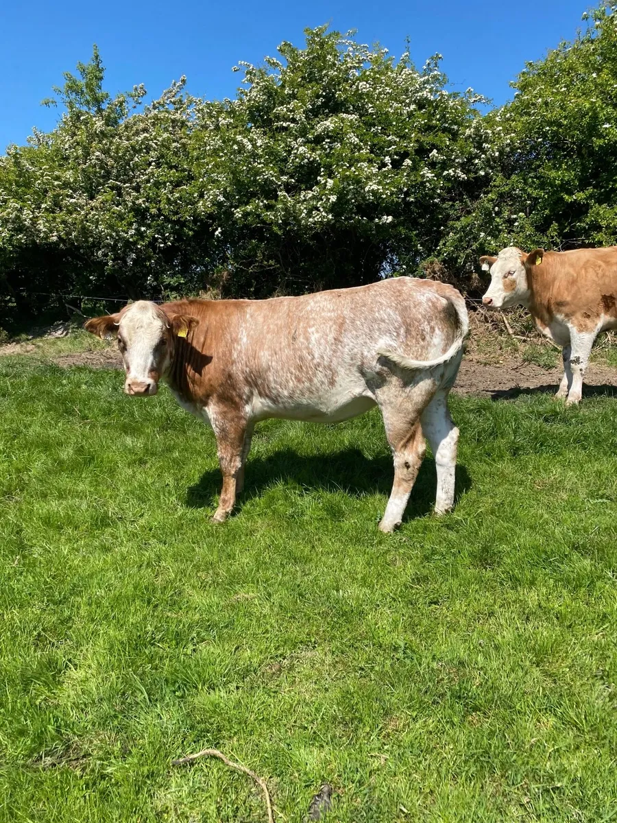 🌟 5 star roan heifer for sale 🌟 - Image 1