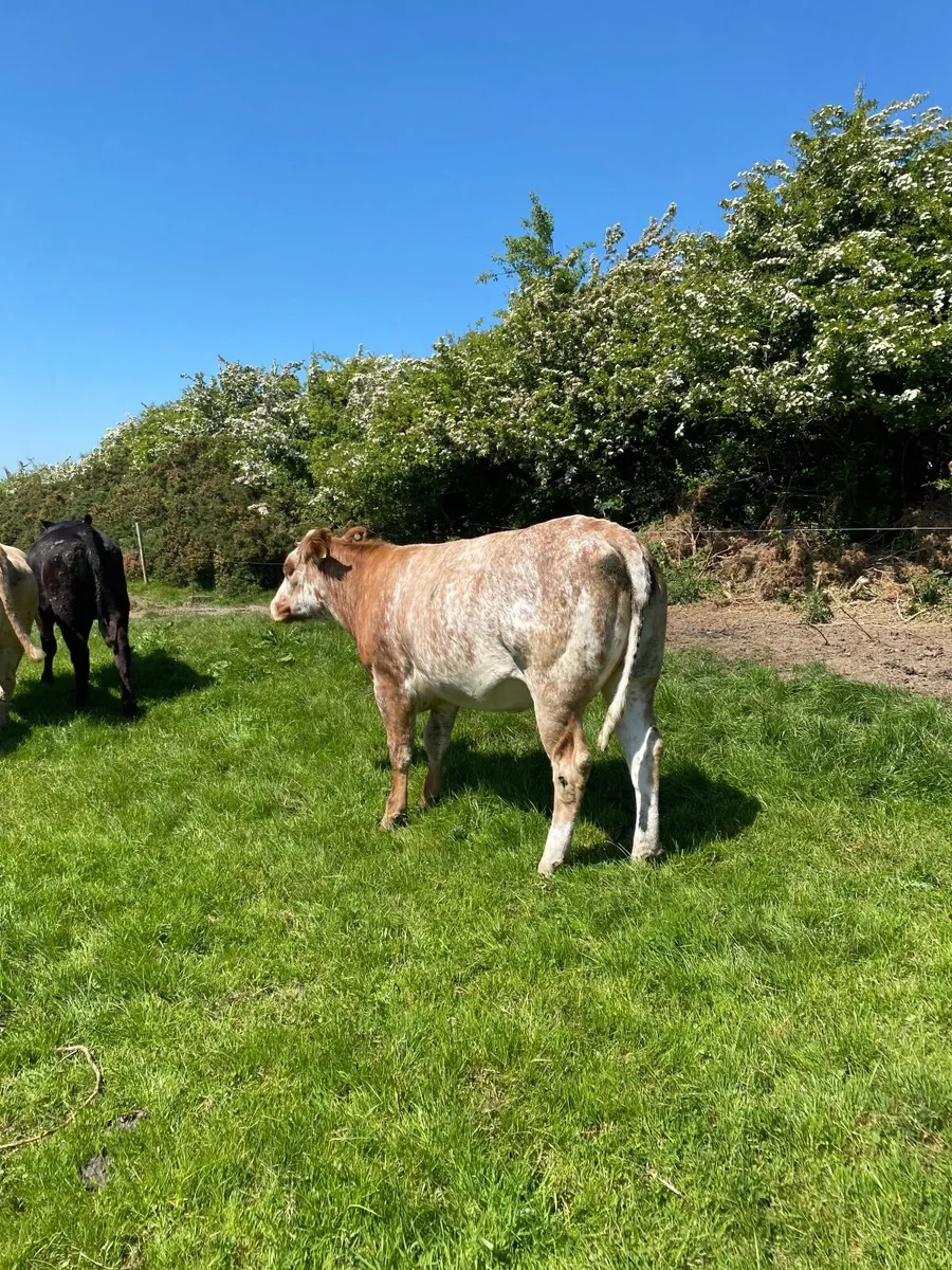 🌟 5 star roan heifer for sale 🌟 - Image 2