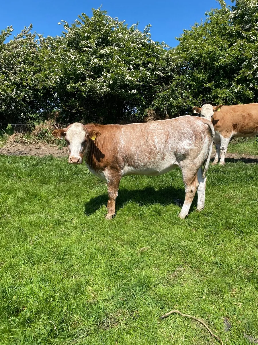 🌟 5 star roan heifer for sale 🌟 - Image 3