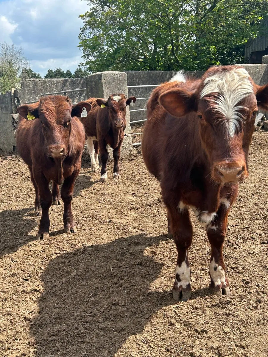 Pbr Shorthorn bulls and a Pbr Droimeann bull - Image 1