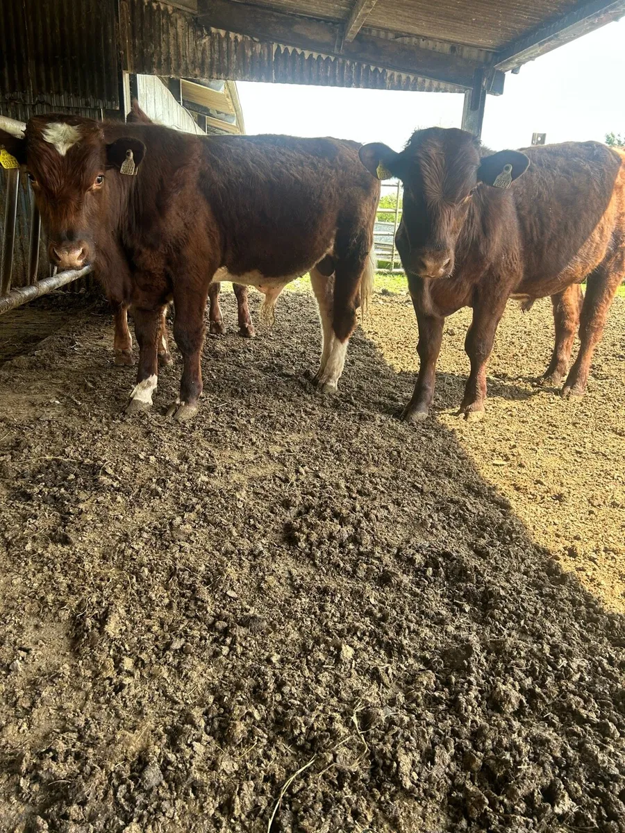 Pbr Shorthorn bulls and a Pbr Droimeann bull - Image 2