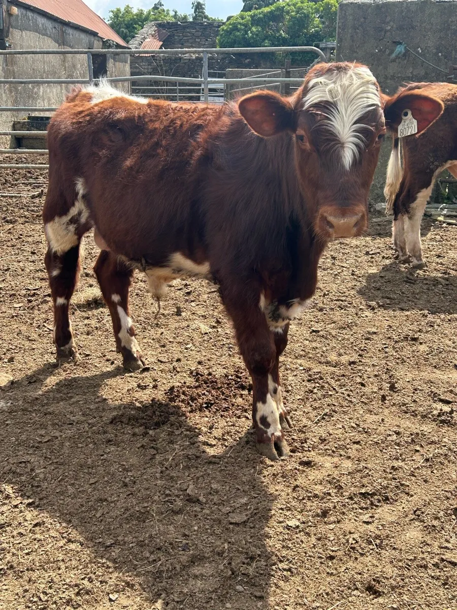 Pbr Shorthorn bulls and a Pbr Droimeann bull - Image 3
