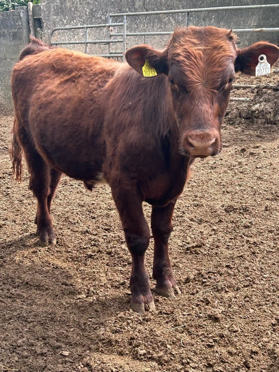 Pbr Shorthorn bulls and a Pbr Droimeann bull - Image 4