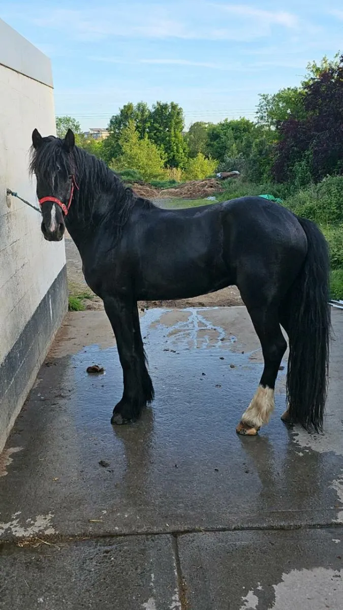 Friesian x - Image 1