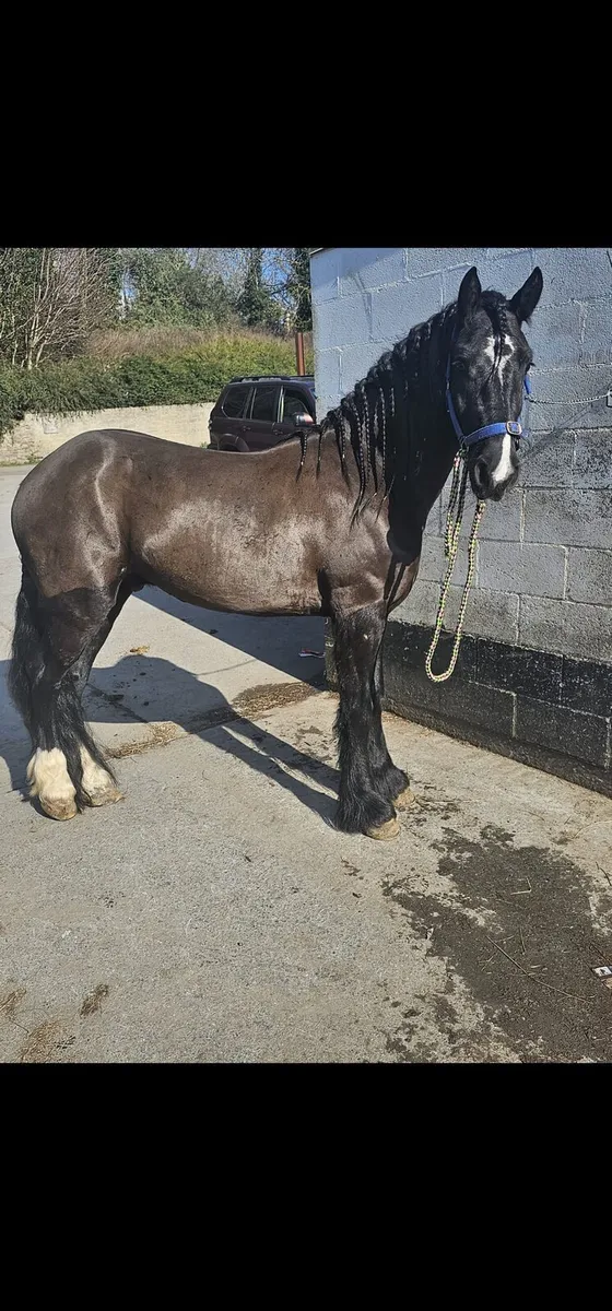 Friesian x - Image 2
