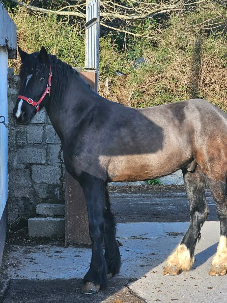 Friesian x - Image 3