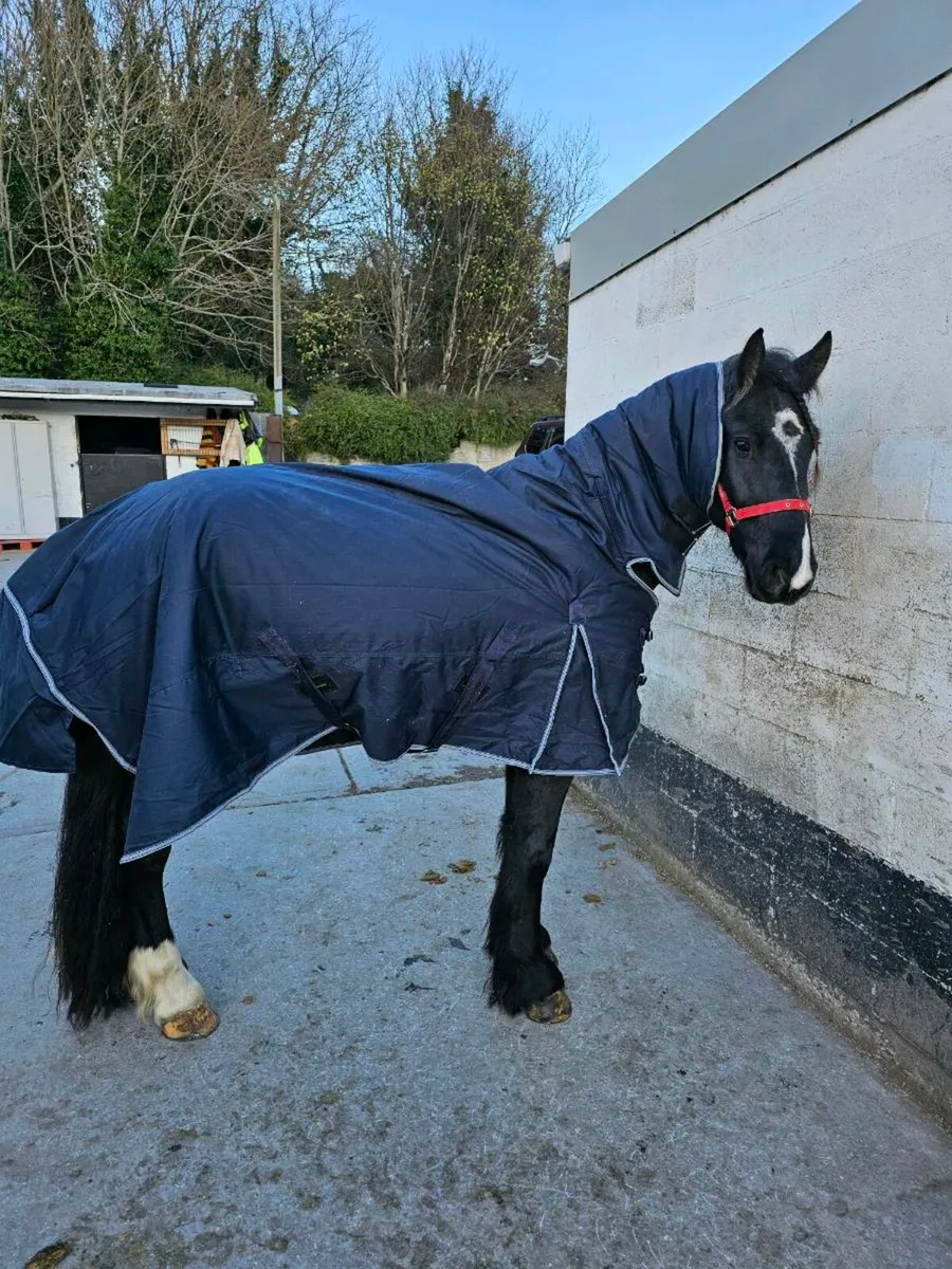 Friesian x - Image 4