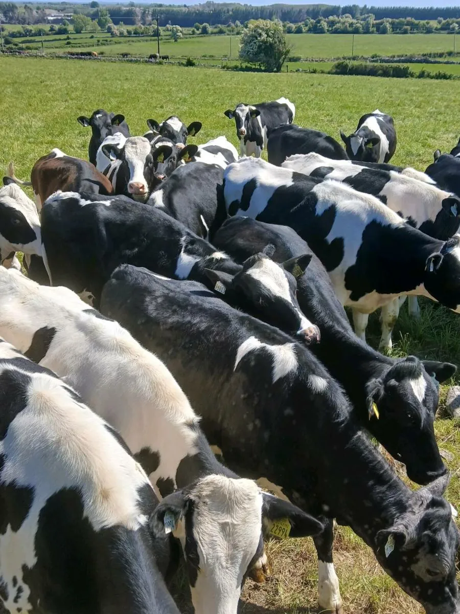 Contract rearing - Image 1